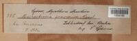 Microstroma album image